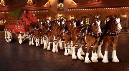 Budweiser Clydesdale New Commercial